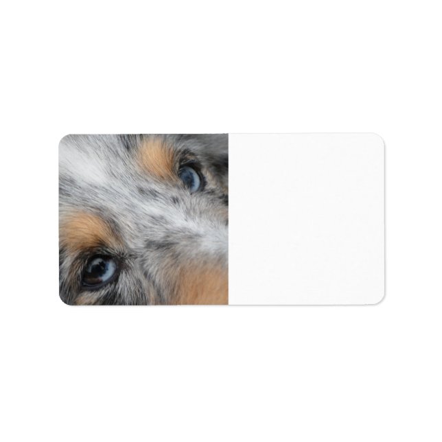 Etiqueta Shetland Sheepdog Blue Merle Eyes (Frente)