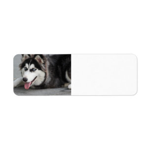 Etiqueta siberiana husky em primeiro lugar