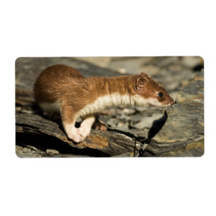 Etiqueta Sniffing Weasel