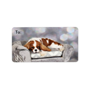 Etiqueta Spaniel de rei Charles descuidado - Remington