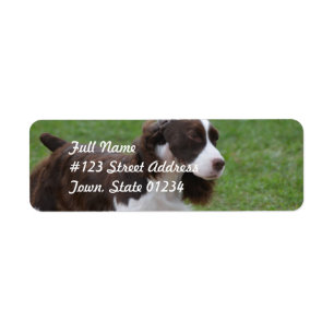 Etiqueta Spaniel de Springer doce
