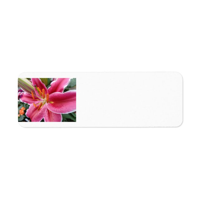 Etiqueta Stargazer (Frente)