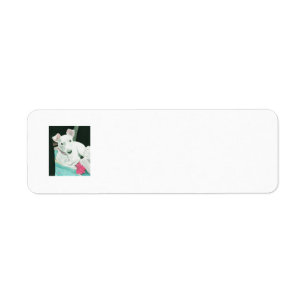 Etiqueta Sully o Jack Russell Terrier