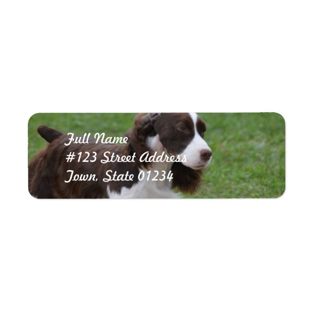 Etiqueta Sweet Springer Spaniel (Frente)