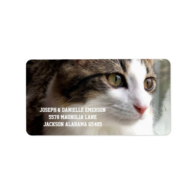 Etiqueta Tabby Kitten Address Labels (Frente)