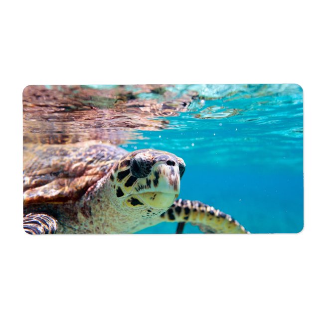 Etiqueta Tartaruga (Frente)