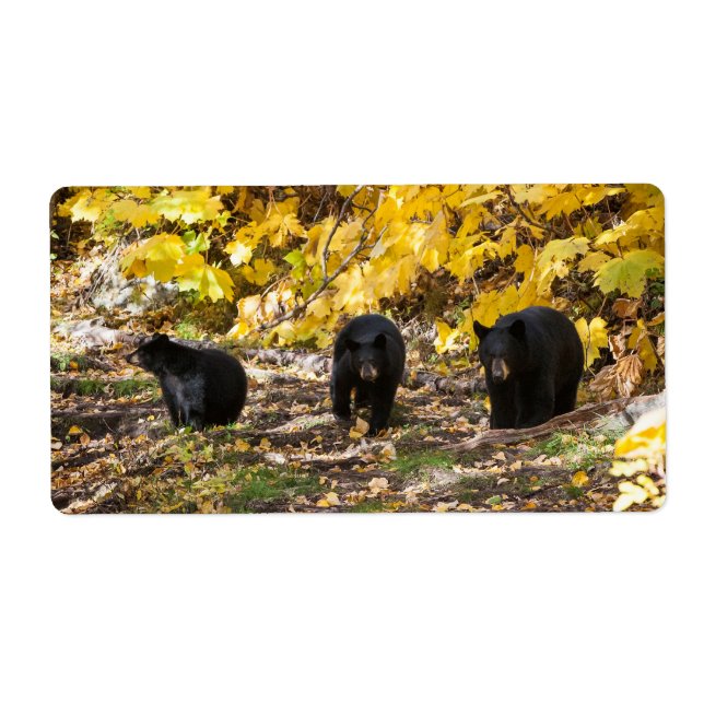 Etiqueta Três Ursos (Frente)