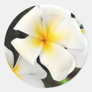 Etiqueta tropical da flor do Plumeria
