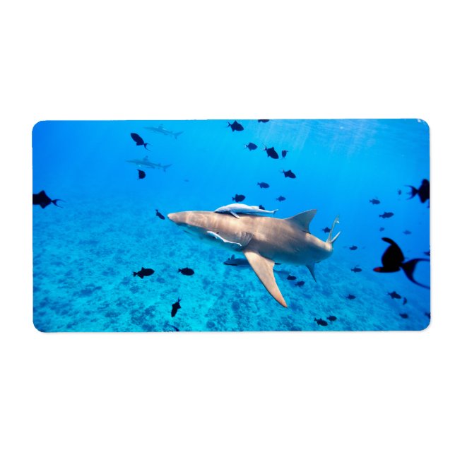 Etiqueta Tubarão (Frente)