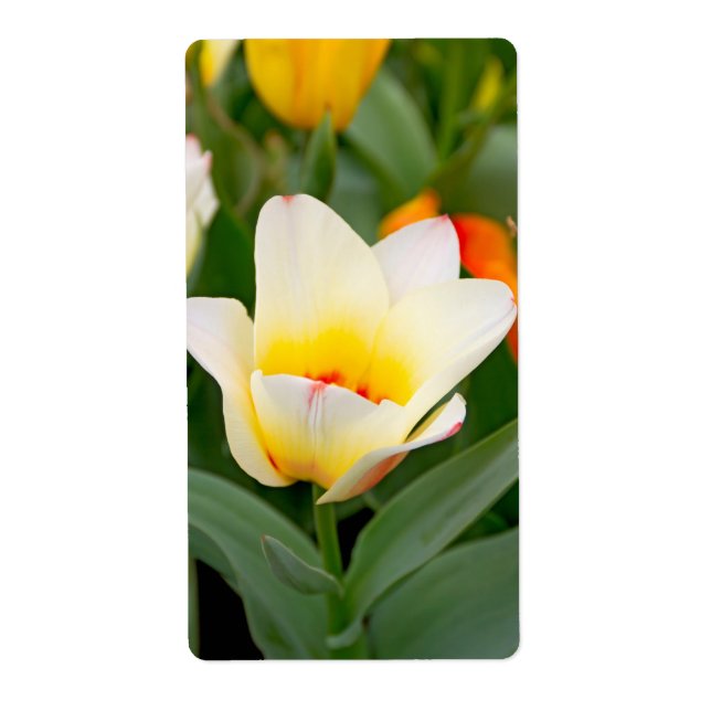 Etiqueta Tulipa (Frente)