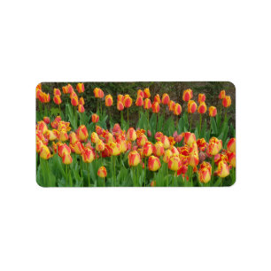 Etiqueta Tulipas Vermelhas