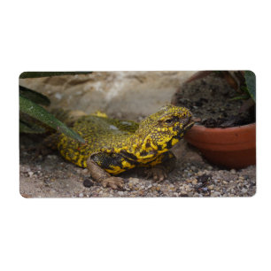 Etiqueta Uromastyx geyri