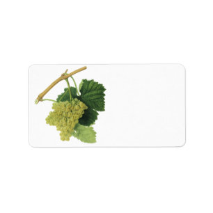 Etiqueta Uvas de vinho branco na vinha, Fruta de Comida de