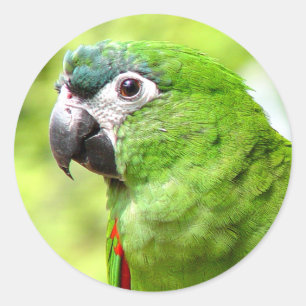 Etiqueta verde 2 do papagaio