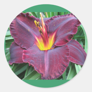 Etiqueta vulcânica do hemerocallis