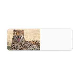 Etiqueta Yawning Cheetah