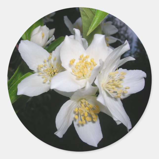 Etiquetas adesivas (Frente)