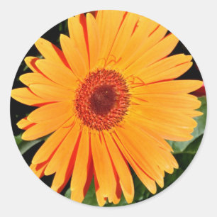 etiquetas alaranjadas da margarida do gerbera