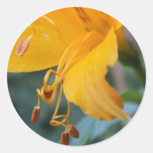Etiquetas amarelas da semente de flor