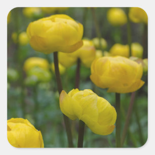 Etiquetas amarelas de Globeflower