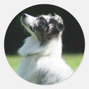 Etiquetas australianas do pastor