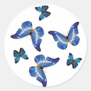 Etiquetas azuis das borboletas de Morpho