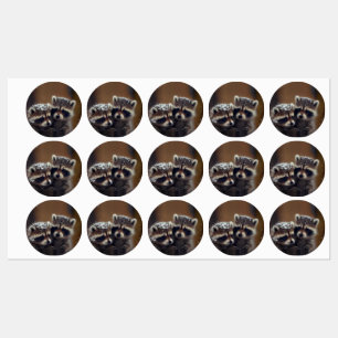 Etiquetas Baby Raccoons Huddle in Falling Snow