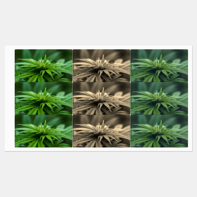 Etiquetas Bela Semana (Folha)