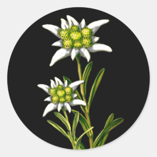Etiquetas bonito de Edelweiss