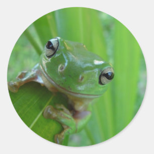 Etiquetas bonitos do sapo