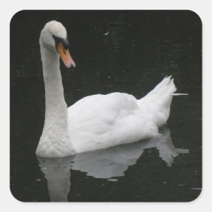 Etiquetas brancas bonitas da cisne