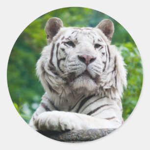 Etiquetas brancas do tigre