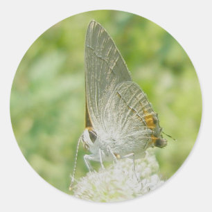 Etiquetas cinzentas da borboleta de Hairstreak