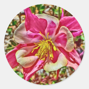 Etiquetas colombianas rosa