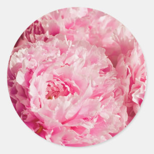 Etiquetas cor-de-rosa da peônia