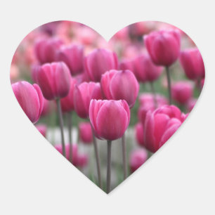 Etiquetas cor-de-rosa das tulipas