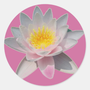 Etiquetas cor-de-rosa de Waterlily