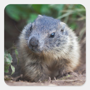 Etiquetas curiosas da marmota do bebê