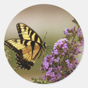 Etiquetas da borboleta