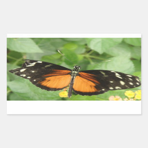 Etiquetas da borboleta de Longwing do tigre