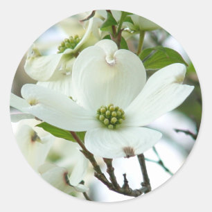 Etiquetas da flor da árvore de Dogwood
