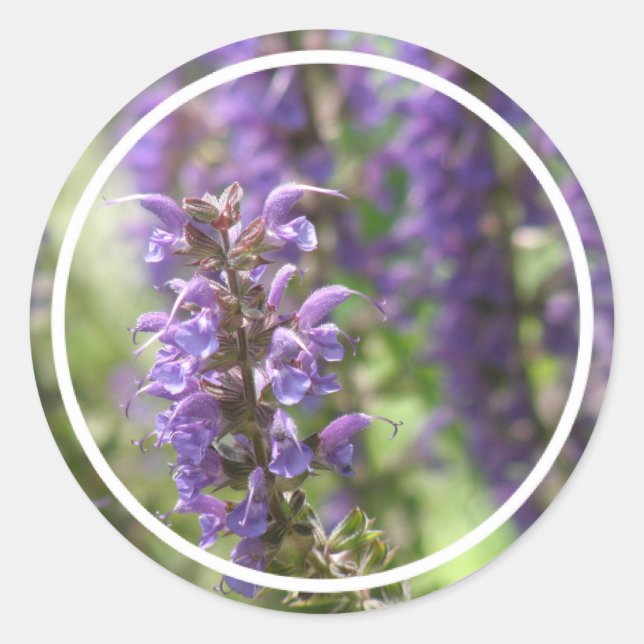 Etiquetas da flor da lavanda (Frente)