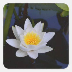 Etiquetas da flor de Lotus branco