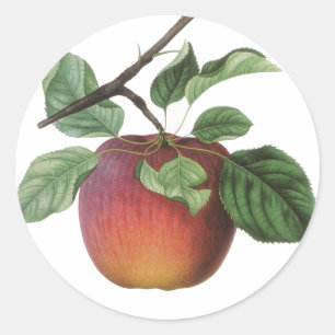 Etiquetas da fruta do vintage