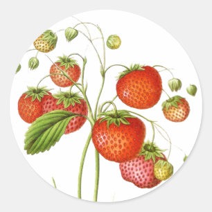 Etiquetas da fruta do vintage