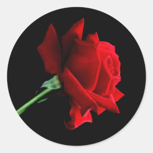 Etiquetas da rosa vermelha