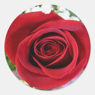 Etiquetas da rosa vermelha
