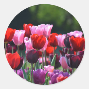 Etiquetas das tulipas