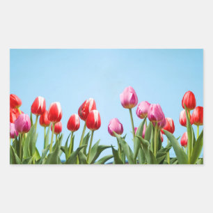 Etiquetas das tulipas do primavera