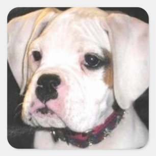 Etiquetas de cachorrinho branco